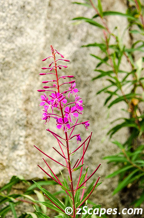 sierrafireweed-emw14v
