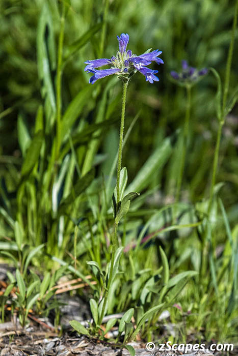 Sierra Pentsomen 2019