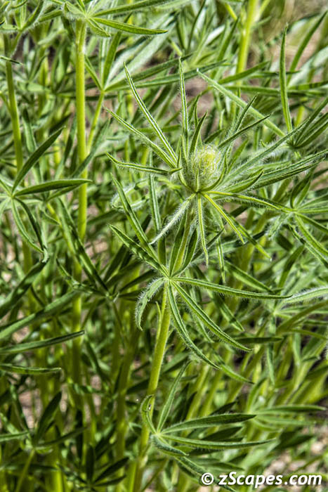 Silverleaf Lupine 2019