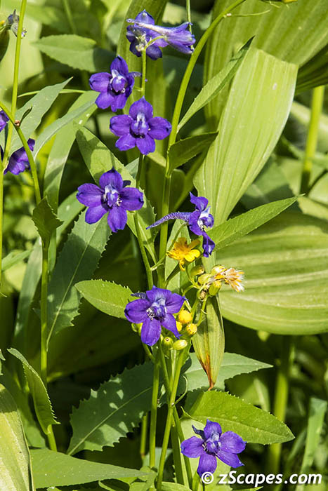 Small (Slim) Larkspur 2019
