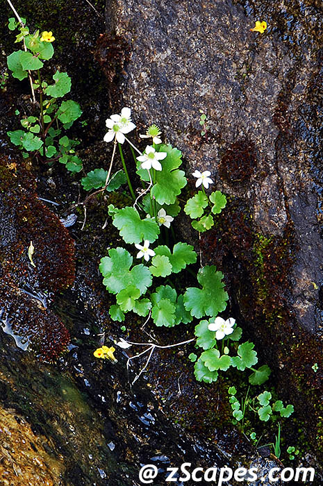 waterfallbuttercup-hhv08v