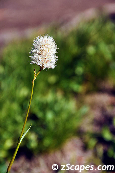 westernbistort-ynp10v