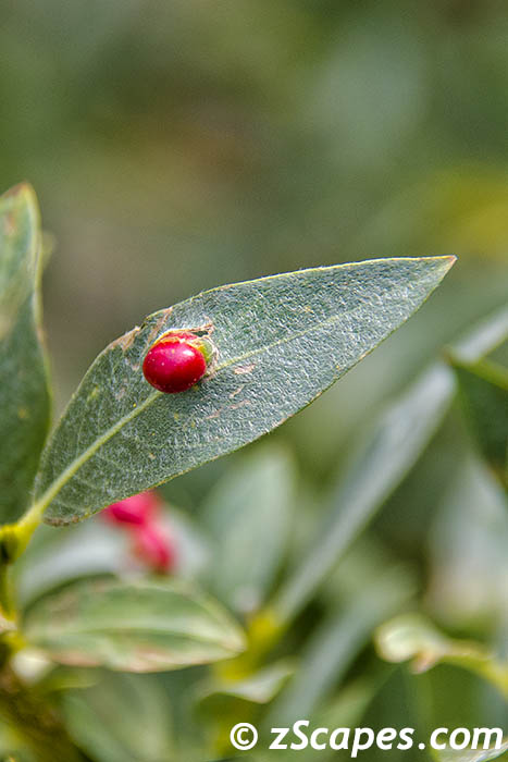 willowstemgallsawfly-emw14