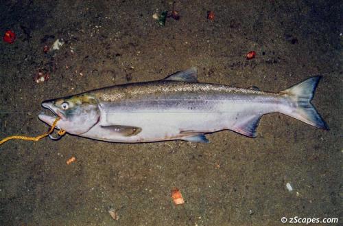 The big catch (Silver) 1991