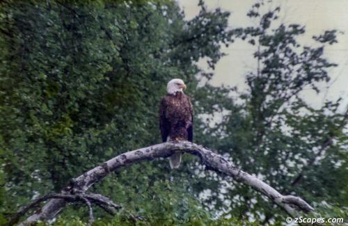Bald Eagle watching our camp