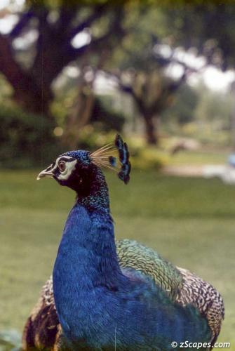 Brilliant peacock