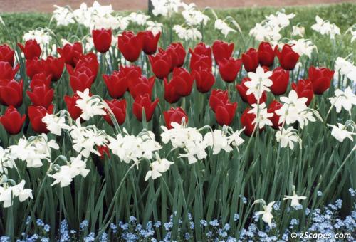 Zwinger Garden Flowers in Dresden