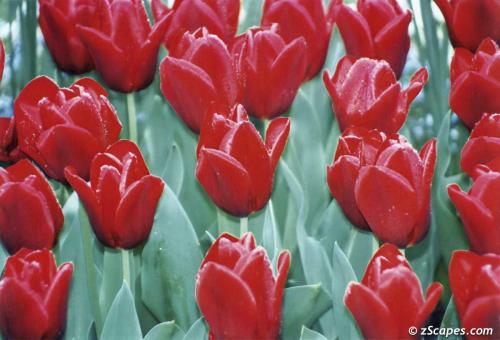 Zwinger Dresden Tulips