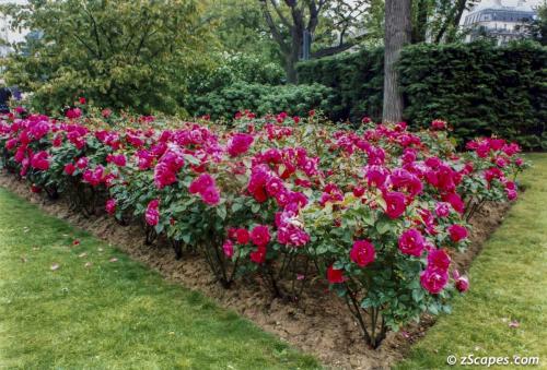 Stunning flower garden