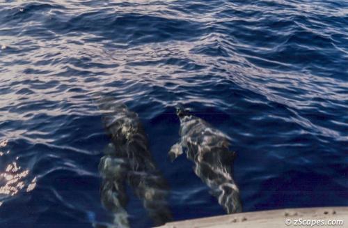 Dolphin guides